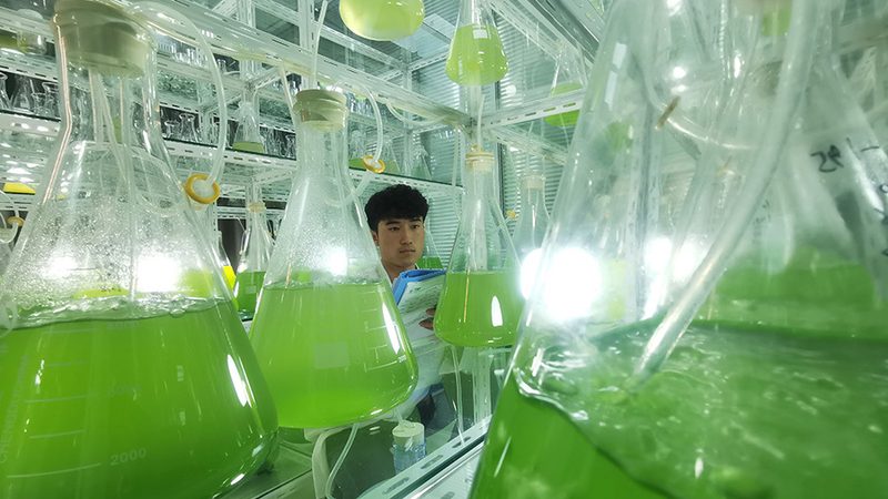 中国CDMO龙头企业合作攻略：揭秘合作共赢之道
